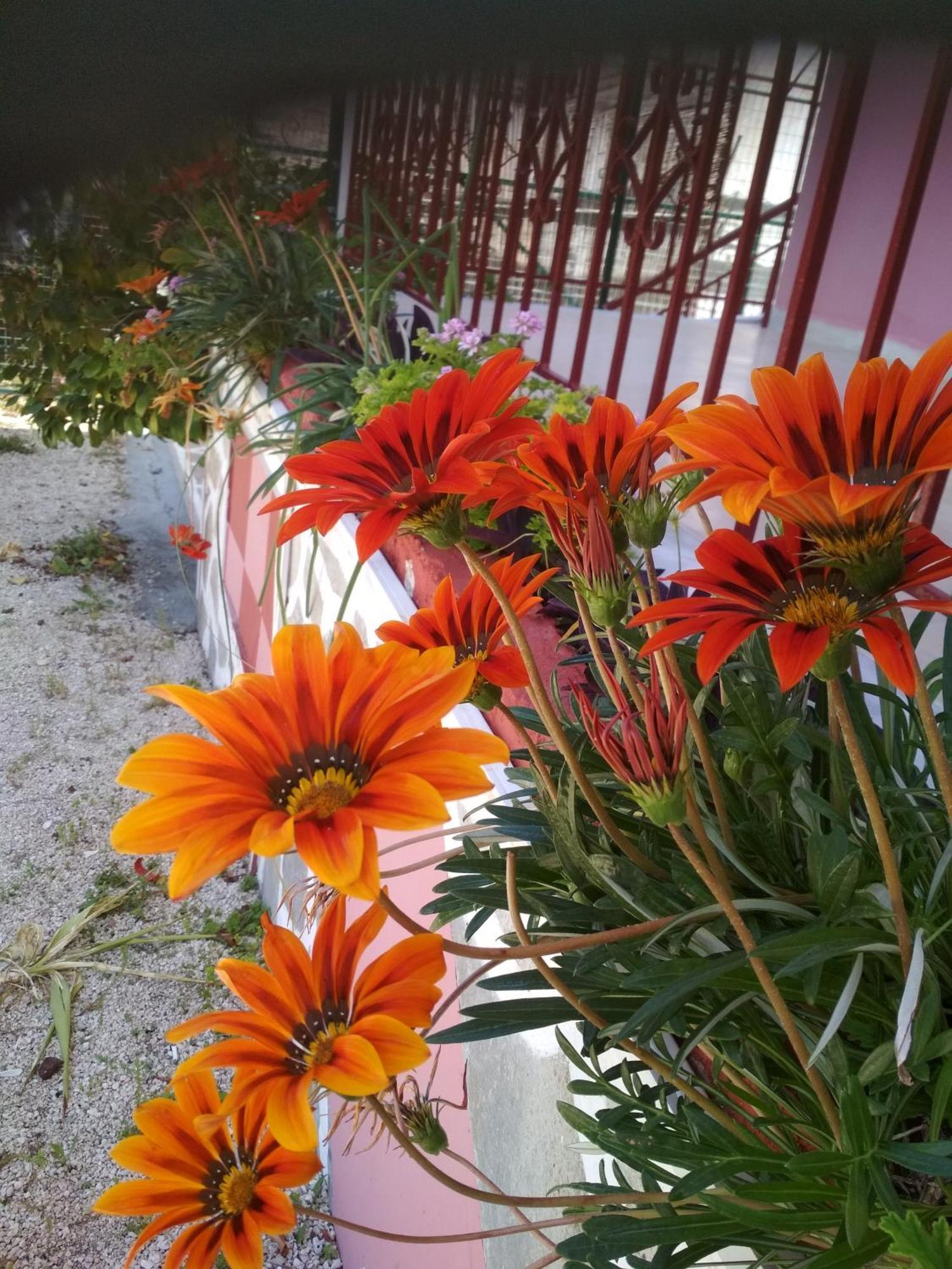 Tasia Studios Περιβόλι Εξωτερικό φωτογραφία