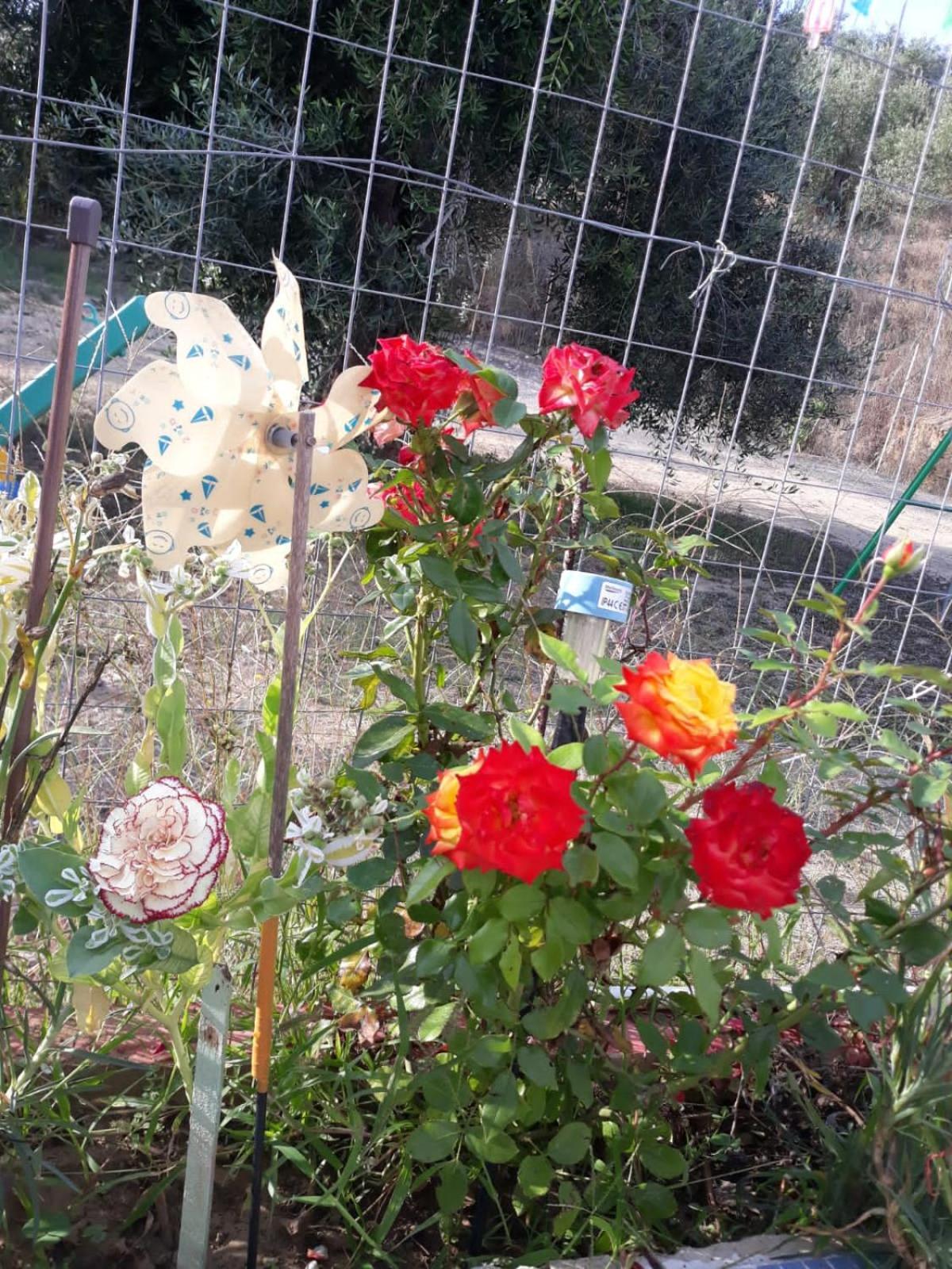 Tasia Studios Περιβόλι Εξωτερικό φωτογραφία