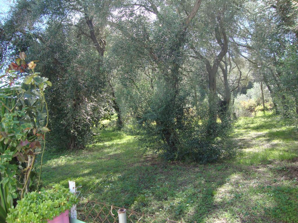 Tasia Studios Περιβόλι Εξωτερικό φωτογραφία