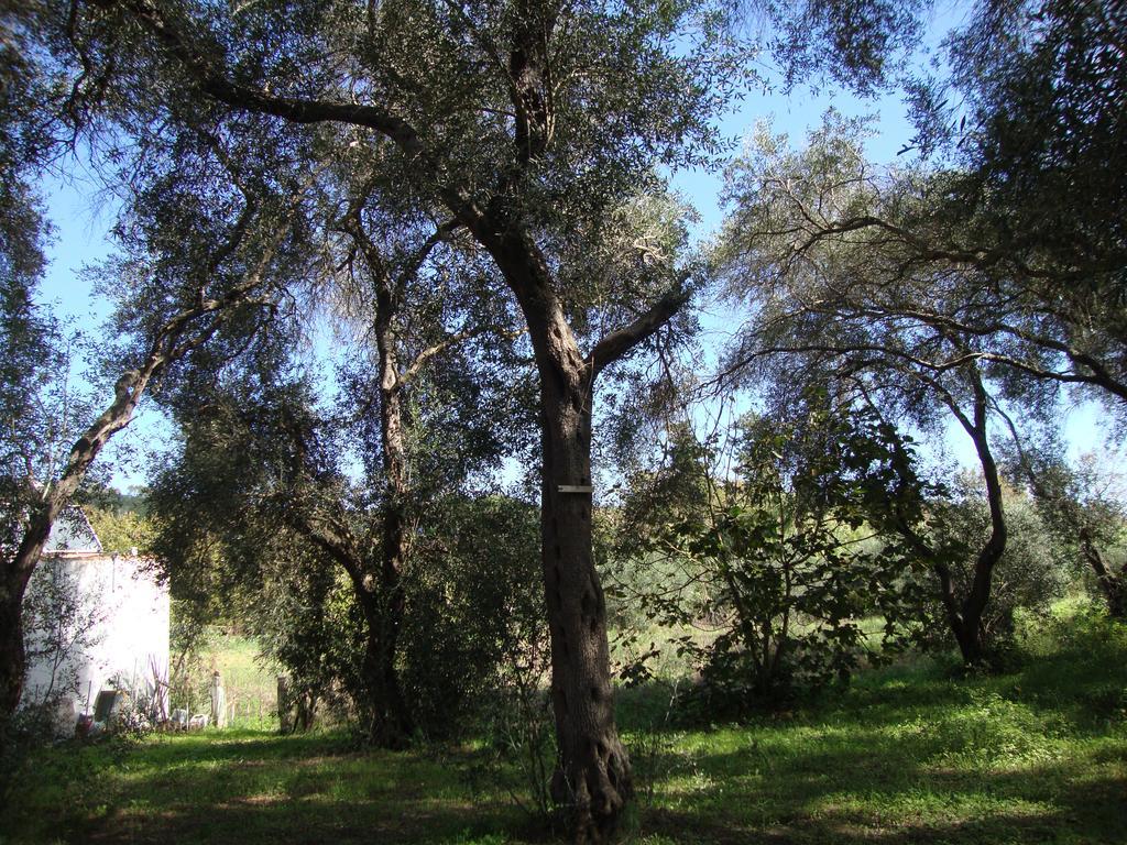 Tasia Studios Περιβόλι Εξωτερικό φωτογραφία